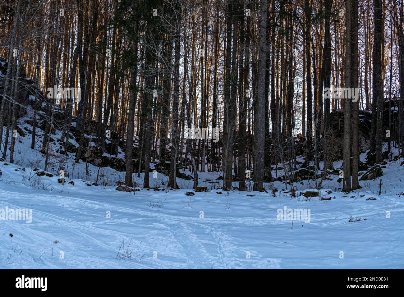 Forêt en hiver, paysage d'hiver avec des arbres et de la neige, trouver la paix dans la neige: Arbres pittoresques dans un flanc de colline du parc de Lessinia Banque D'Images Forêt en hiver, paysage d'hiver avec des arbres et de la neige, trouver la paix dans la neige: Arbres pittoresques dans un flanc de colline du parc de Lessinia Banque D'Images