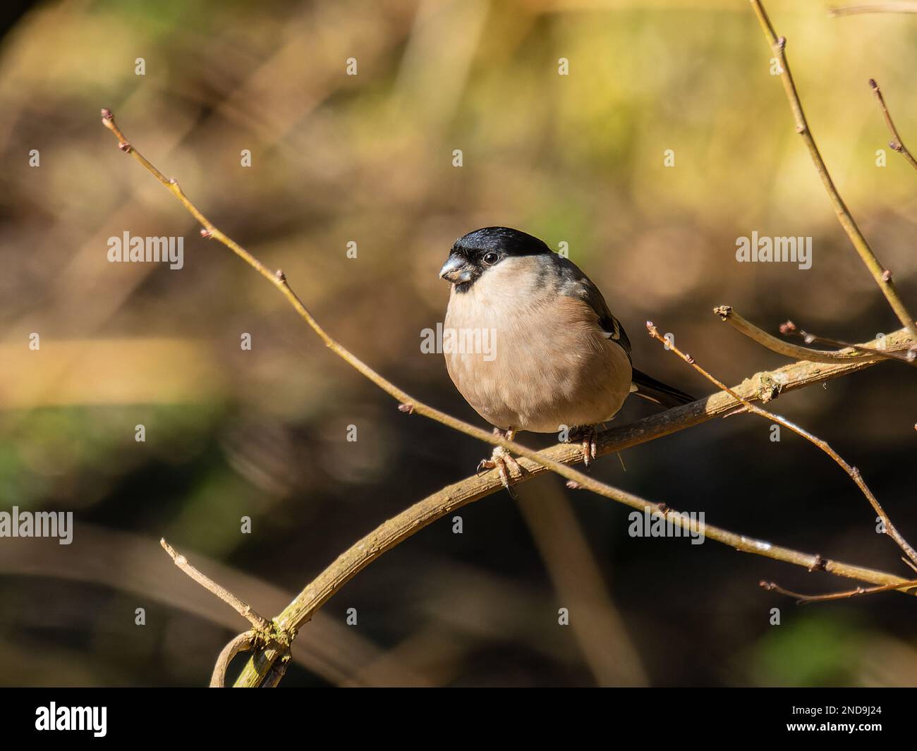 Un taureau eurasien mâle, un taureau commun ou juste un taureau, Pyrrhula pyrrhula, perché sur une branche. Banque D'Images