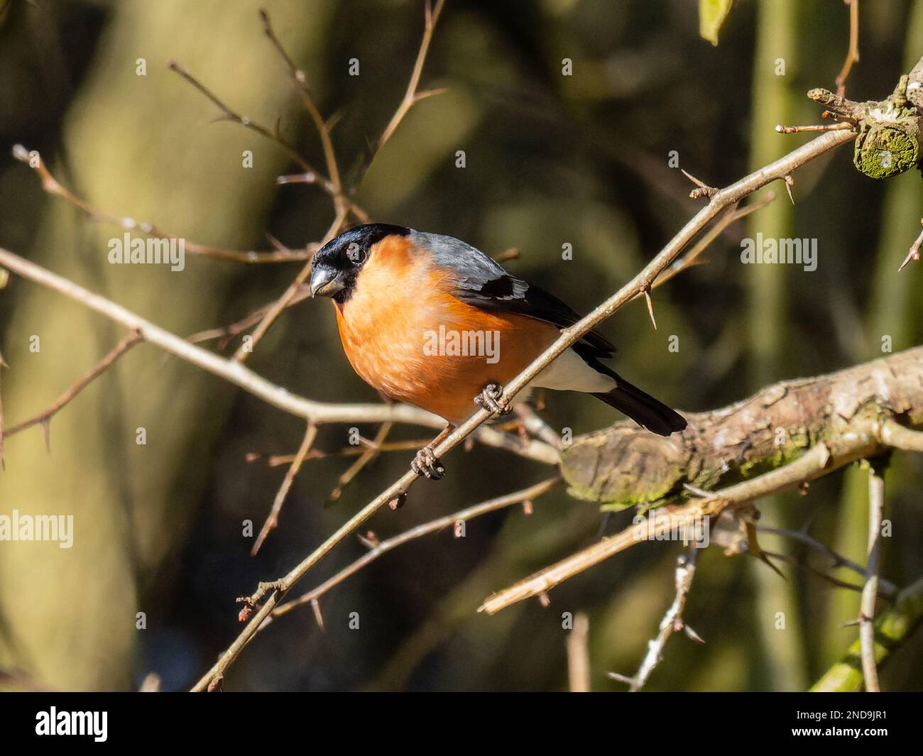 Un taureau eurasien mâle, un taureau commun ou juste un taureau, Pyrrhula pyrrhula, perché sur une branche. Banque D'Images