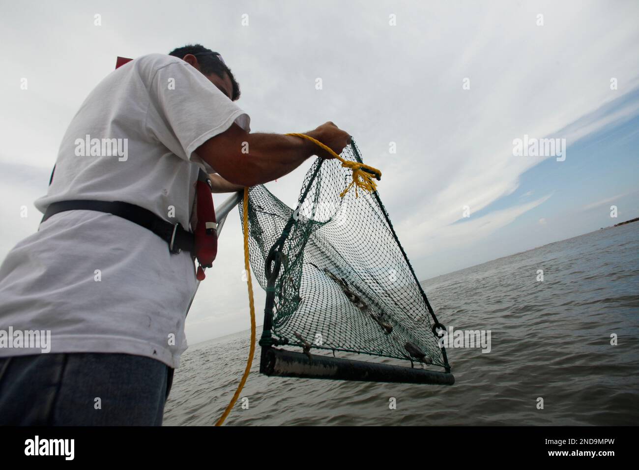 Albert Ballard, a shrimper and fisherman, checks a trawl net along the floor of the Gulf of Mexico and Barataria Bay with the Louisiana Department of Wildlife and Fisheries to check for oil near Grand Isle on the Louisiana coast, in advance of the Monday's start of the shrimping season, Friday, Aug. 13, 2010. In addition to shrimp samples being lab tested, the LDWF took five shrimpers to spots of their choosing to check for oil, though none was found. (AP Photo/Gerald Herbert) Banque D'Images