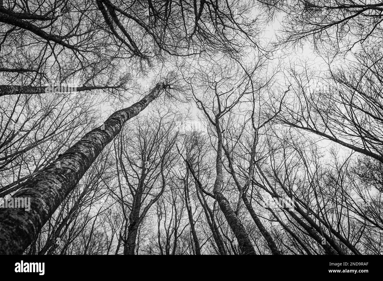 ciel d'hiver vu à travers les branches des arbres par le dessous Banque D'Images