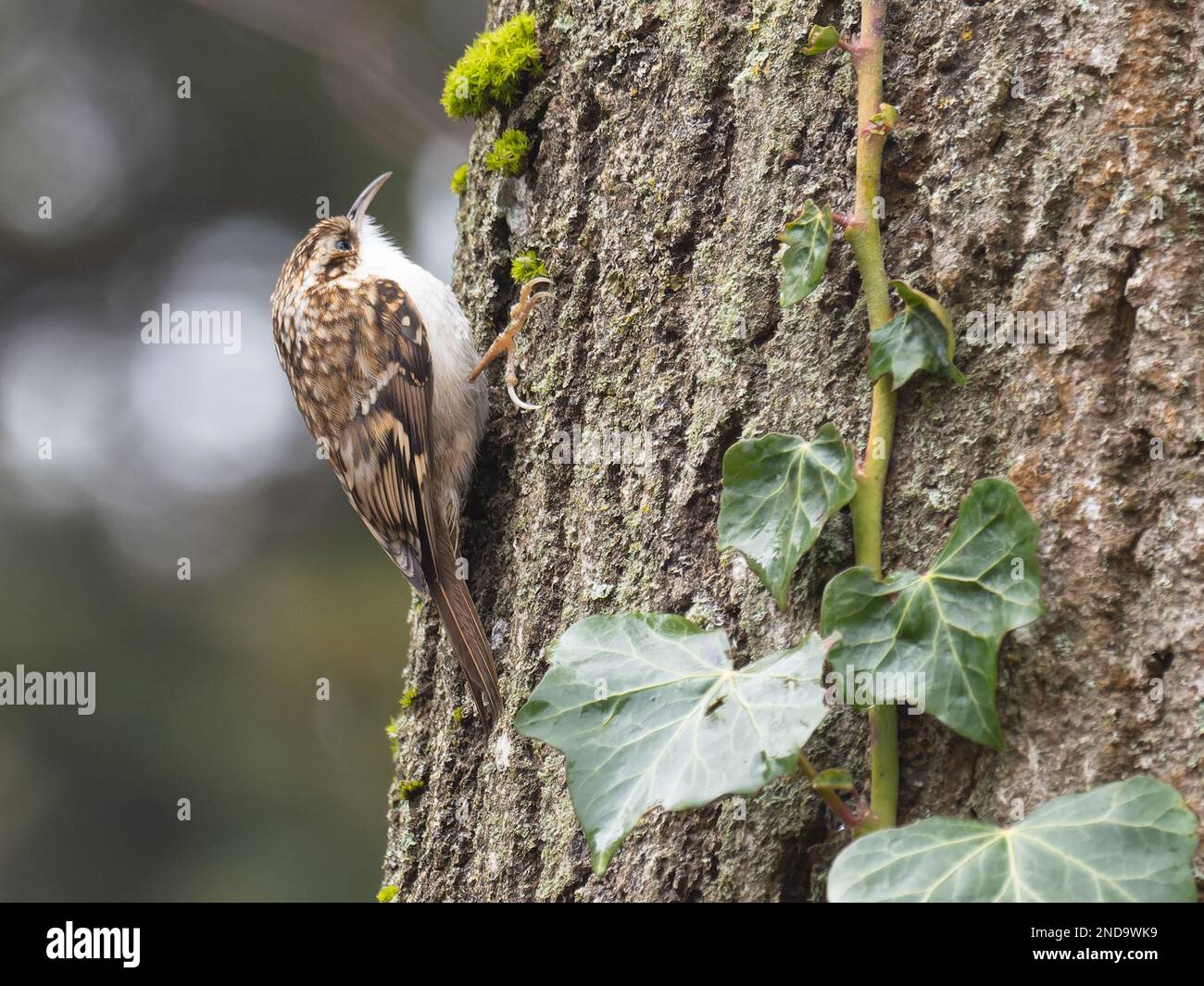 Un treecreeper eurasien ou un treecreeper commun, Certhia familiaris, perché sur un tronc d'arbre. Banque D'Images