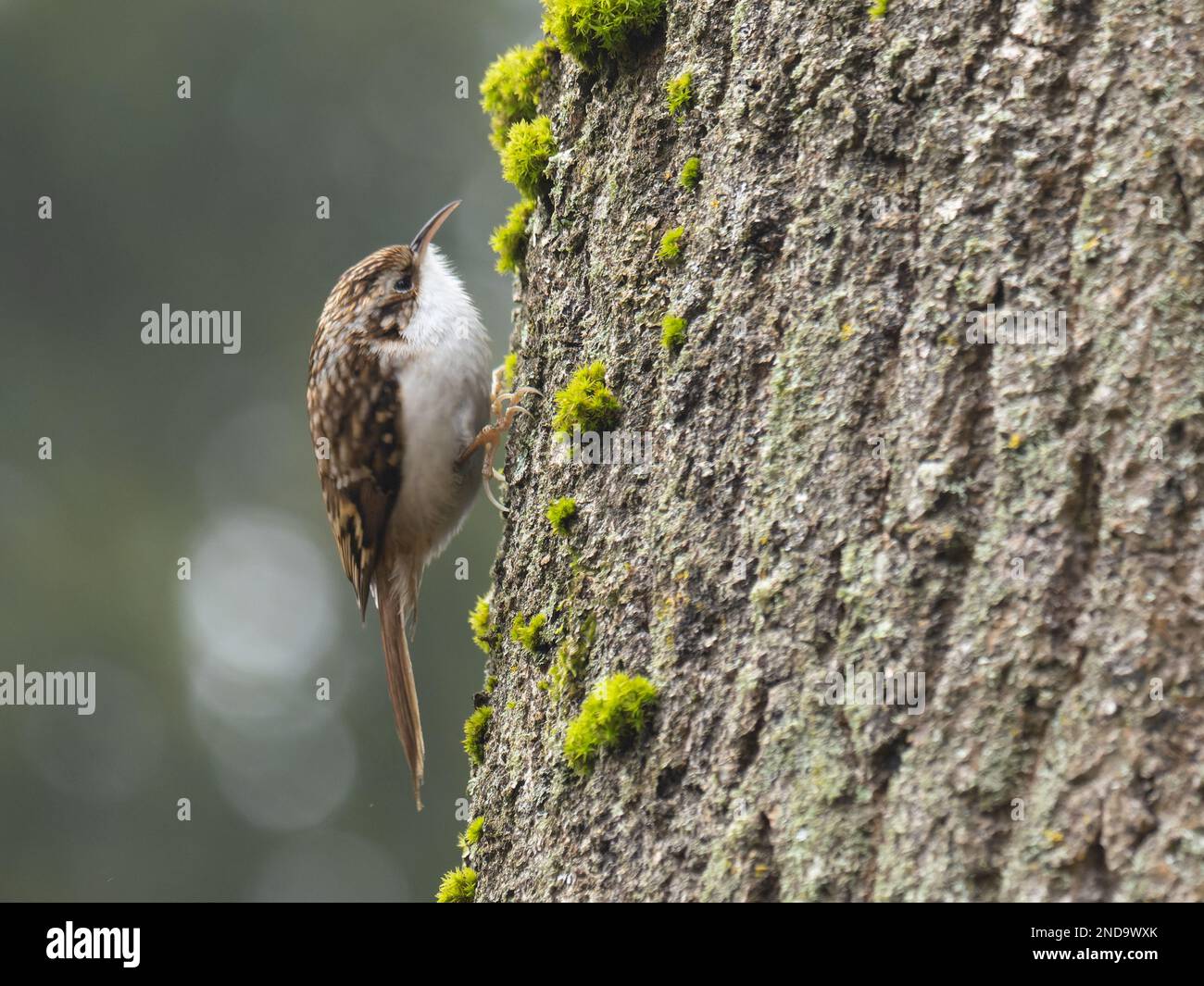 Un treecreeper eurasien ou un treecreeper commun, Certhia familiaris, perché sur un tronc d'arbre. Banque D'Images