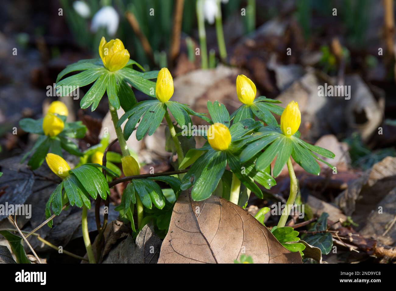 Fleurs jaunes d'aconites d'hiver, erenthis hyemalis, également connu sous le nom aconitum hyemale naturalisé dans un jardin boisé du Royaume-Uni février Banque D'Images