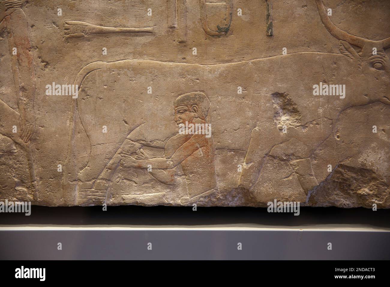 Relief avec scène de traite. Vieux Royaume, dynastie V (2520-2360 av. J.-C.). Calcaire peint. Mastaba. Nécropole de Memphis. Égypte. Banque D'Images
