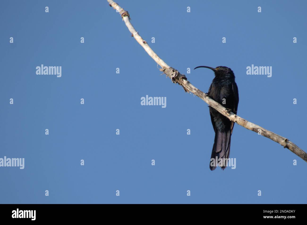 Oiseau noir avec une visière courbée isolée sur un fond bleu Banque D'Images