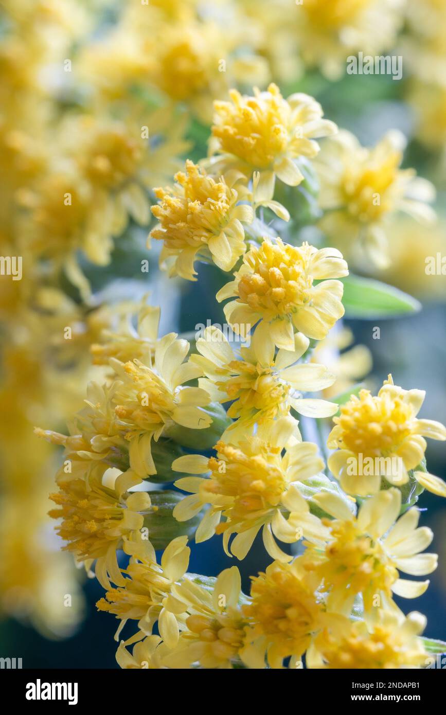 Jacobaea belles fleurs jaunes de près Banque D'Images