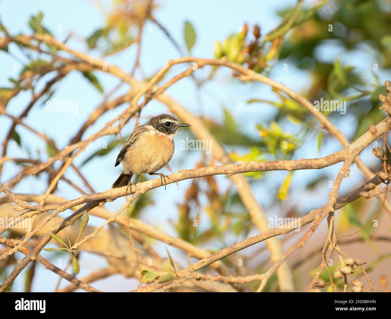 Gros plan d'un tailleur canari à Fuerteventura Banque D'Images
