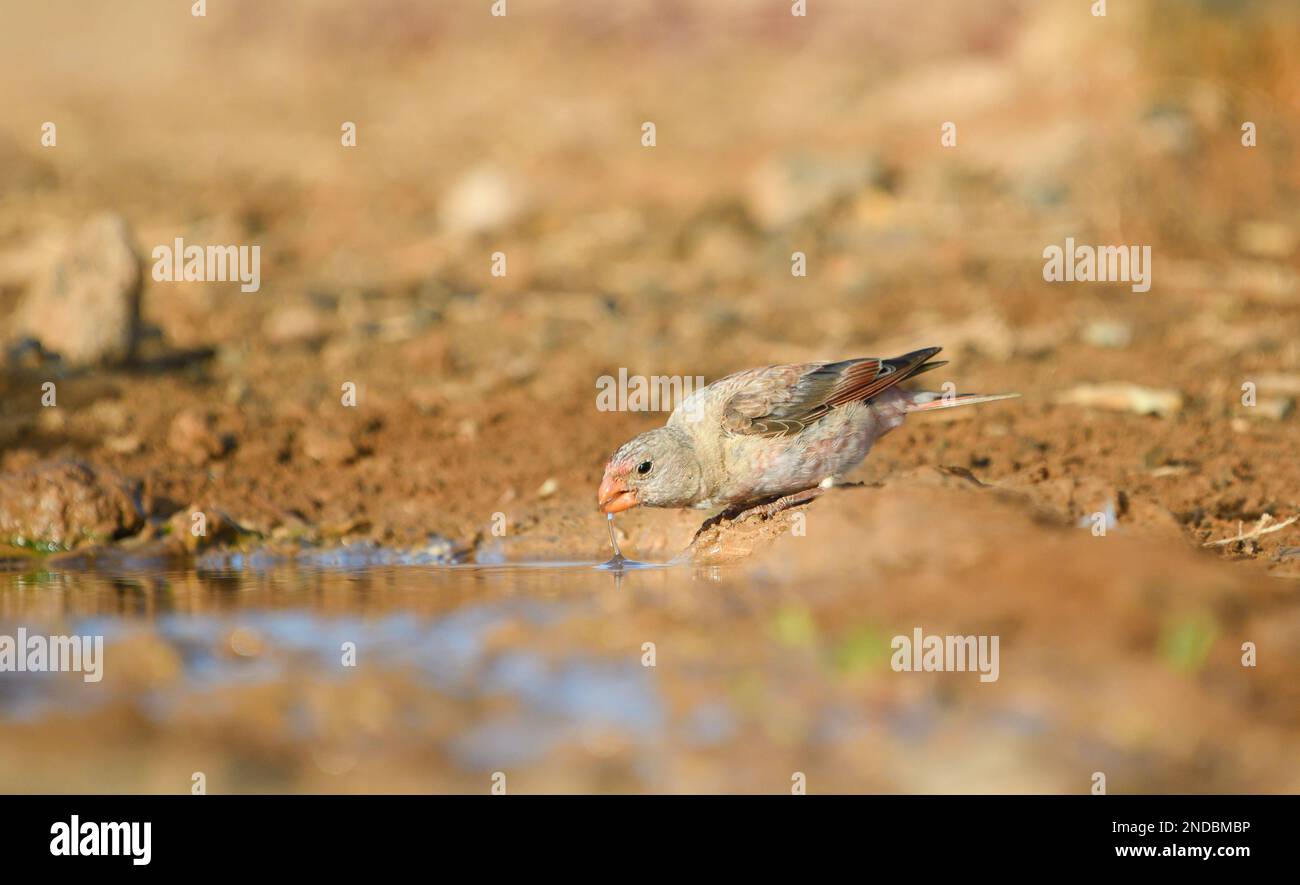 Gros plan d'un bullfinch trumpeter buvant à Fuerteventura Banque D'Images