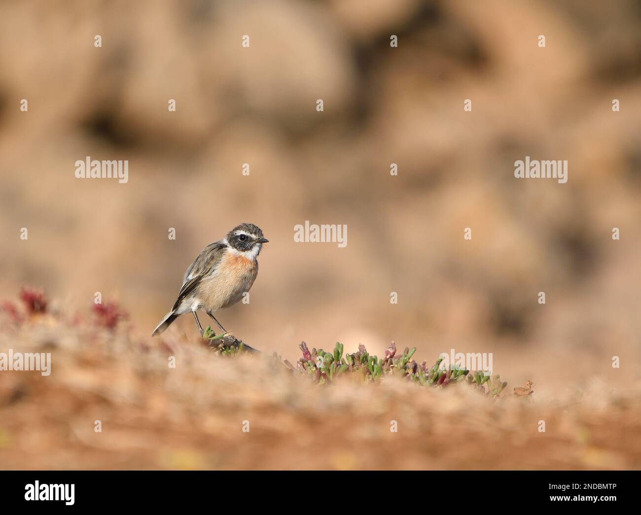 Gros plan d'un tailleur canari à Fuerteventura Banque D'Images