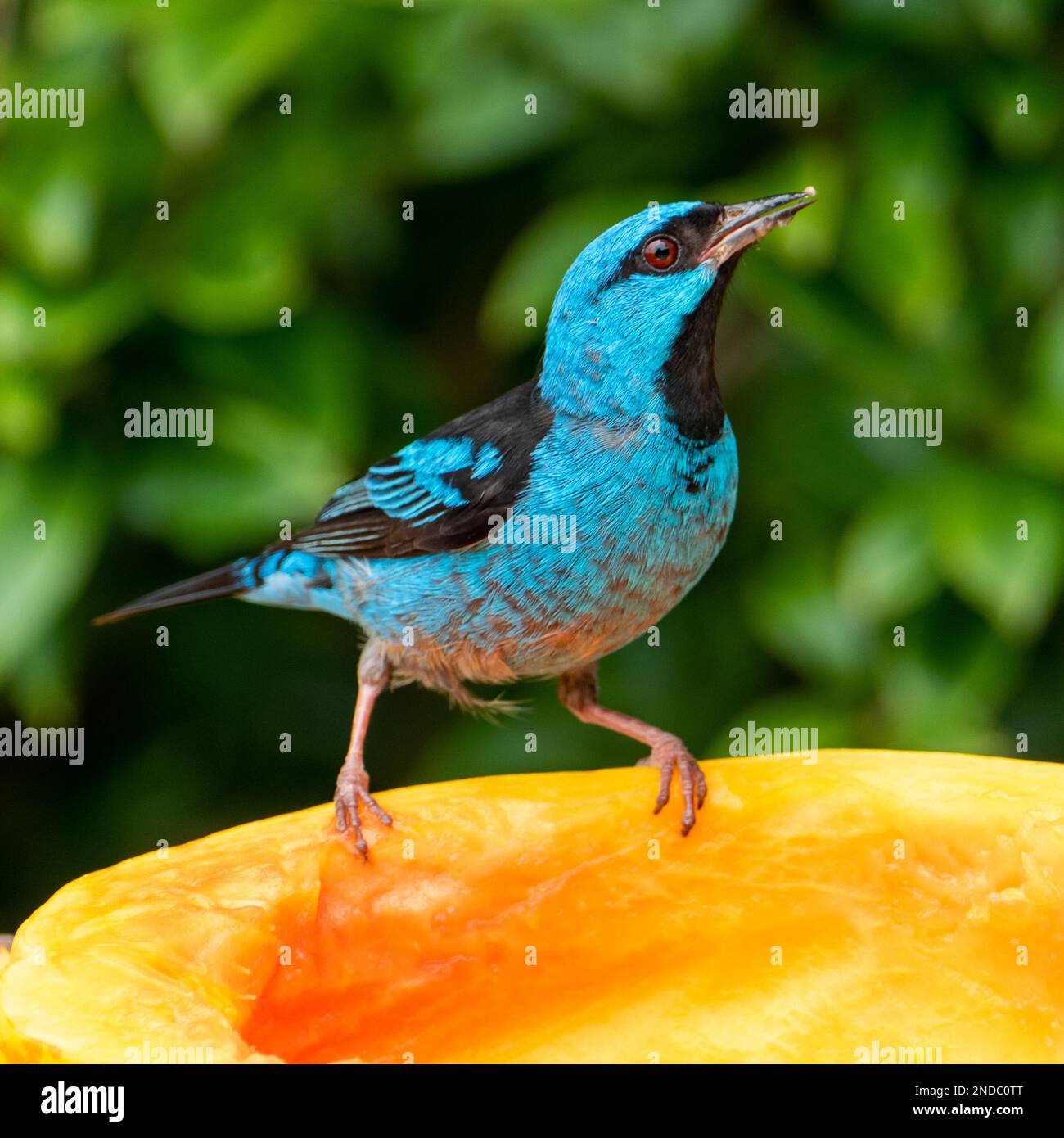 Oiseau bleu sur une branche. Le dacnis bleu (Dacnis cayana) est un petit oiseau de passereau. Banque D'Images