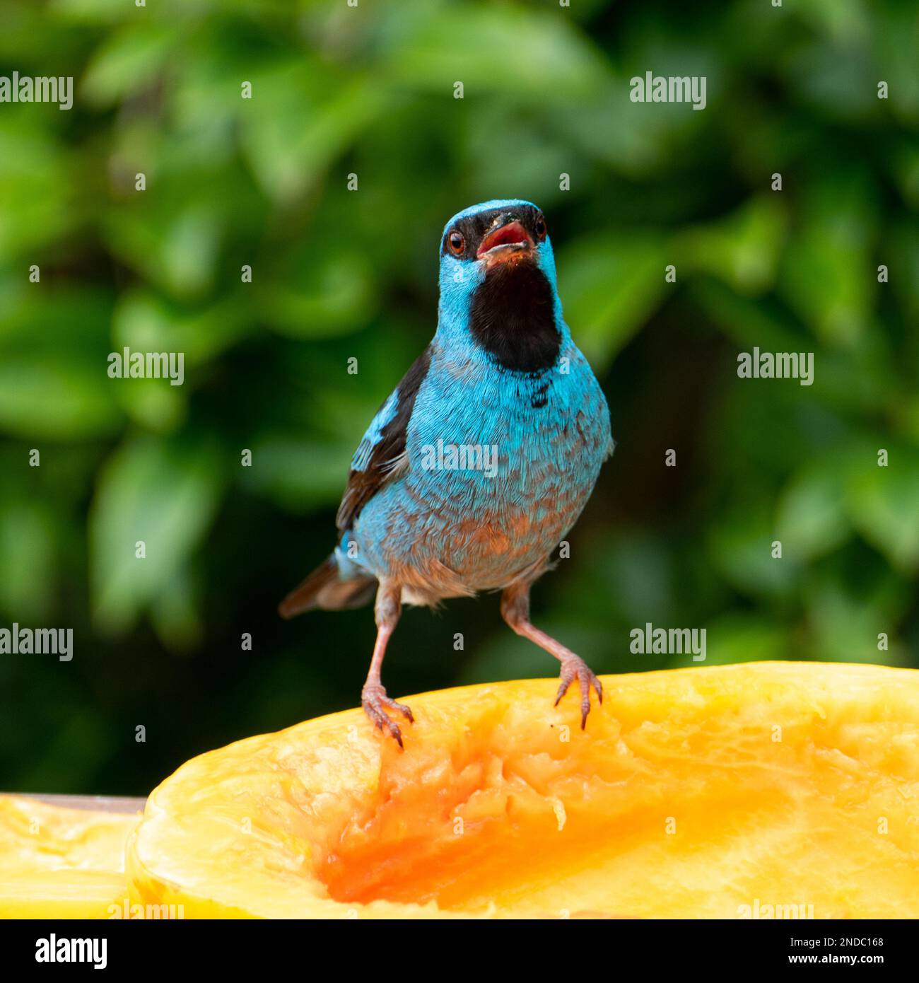Oiseau bleu sur une branche. Le dacnis bleu (Dacnis cayana) est un petit oiseau de passereau. Banque D'Images
