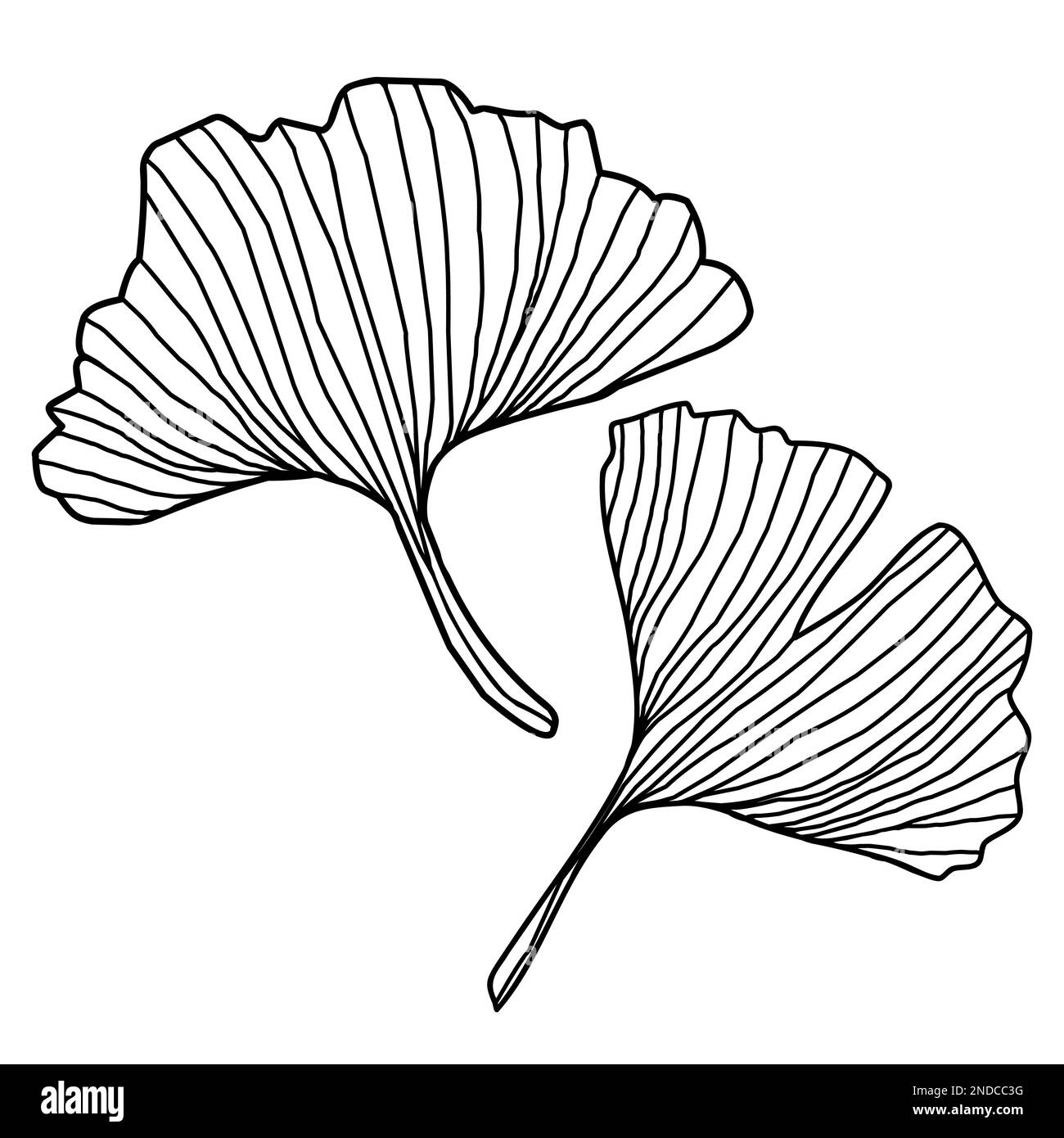 Ginko Biloba Illustration de Vecteur
