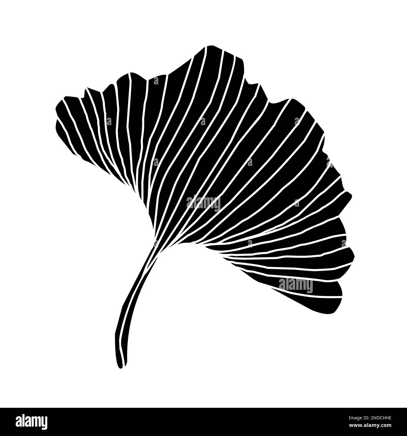 Ginko Biloba Illustration de Vecteur