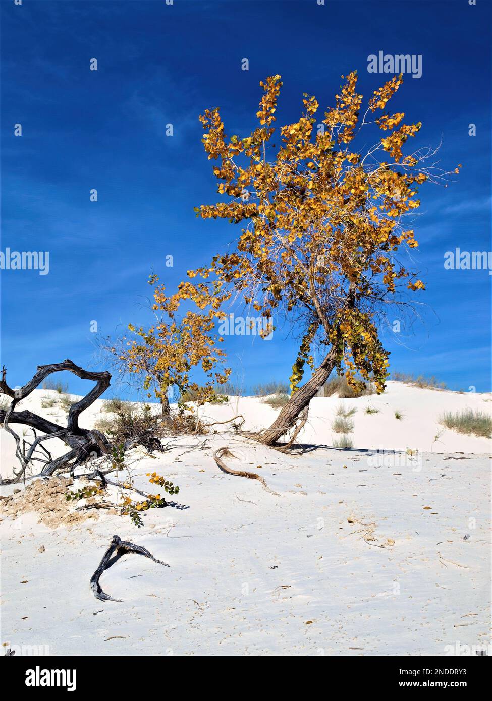 Les arbres de Cottonwood sont de couleur automnale au parc national de White Sands, au Nouveau-Mexique Banque D'Images