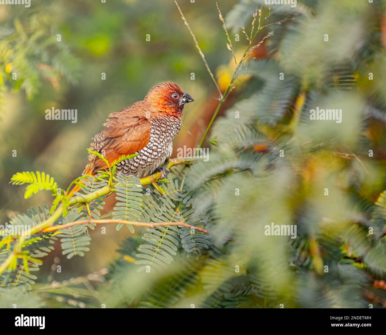 Une munia à la poitrine scrolly reposant sur une branche de Bush Banque D'Images