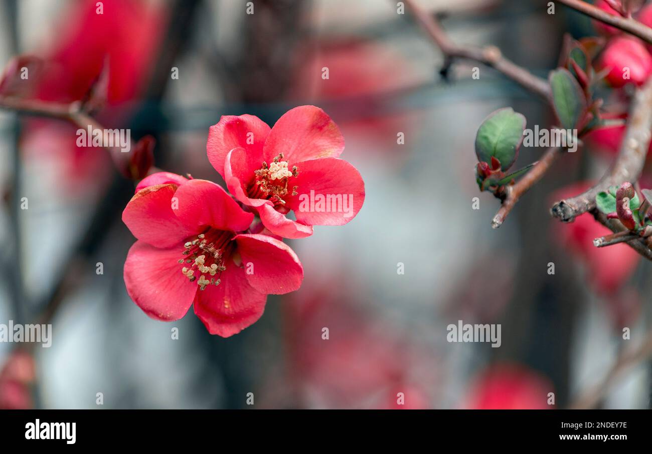 Gros plan de fleurs sauvages-fleurs de jardin avec une couleur étonnante. Bokeh doux et arrière-plans naturels. Jardins du cottage. Banque D'Images