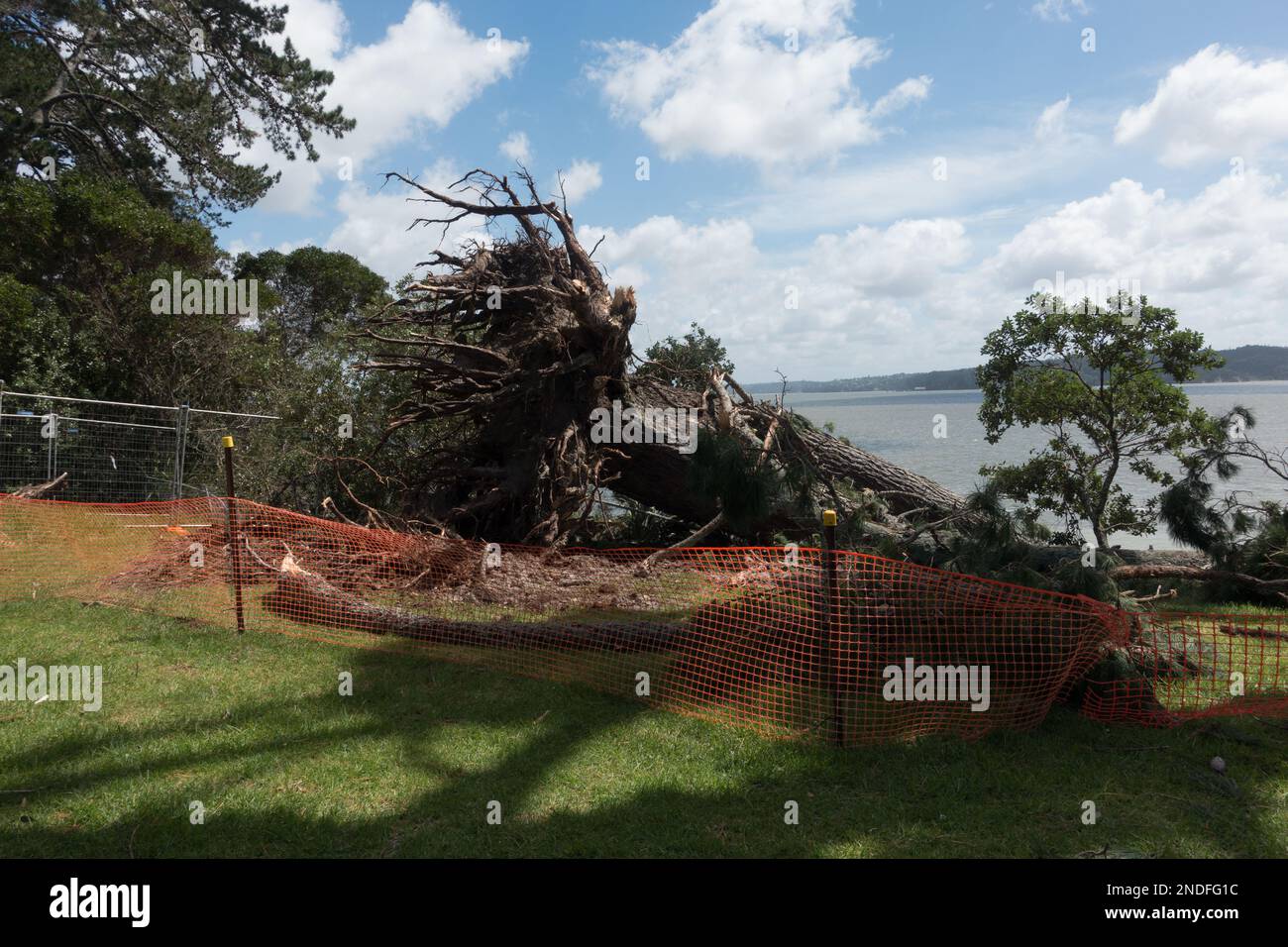 Suite à la tempête tropicale Cyclone Gabrielle les racines d'un grand arbre peuvent être vues où l'arbre est déraciné.Orange clôtures de sécurité est placé autour . Banque D'Images