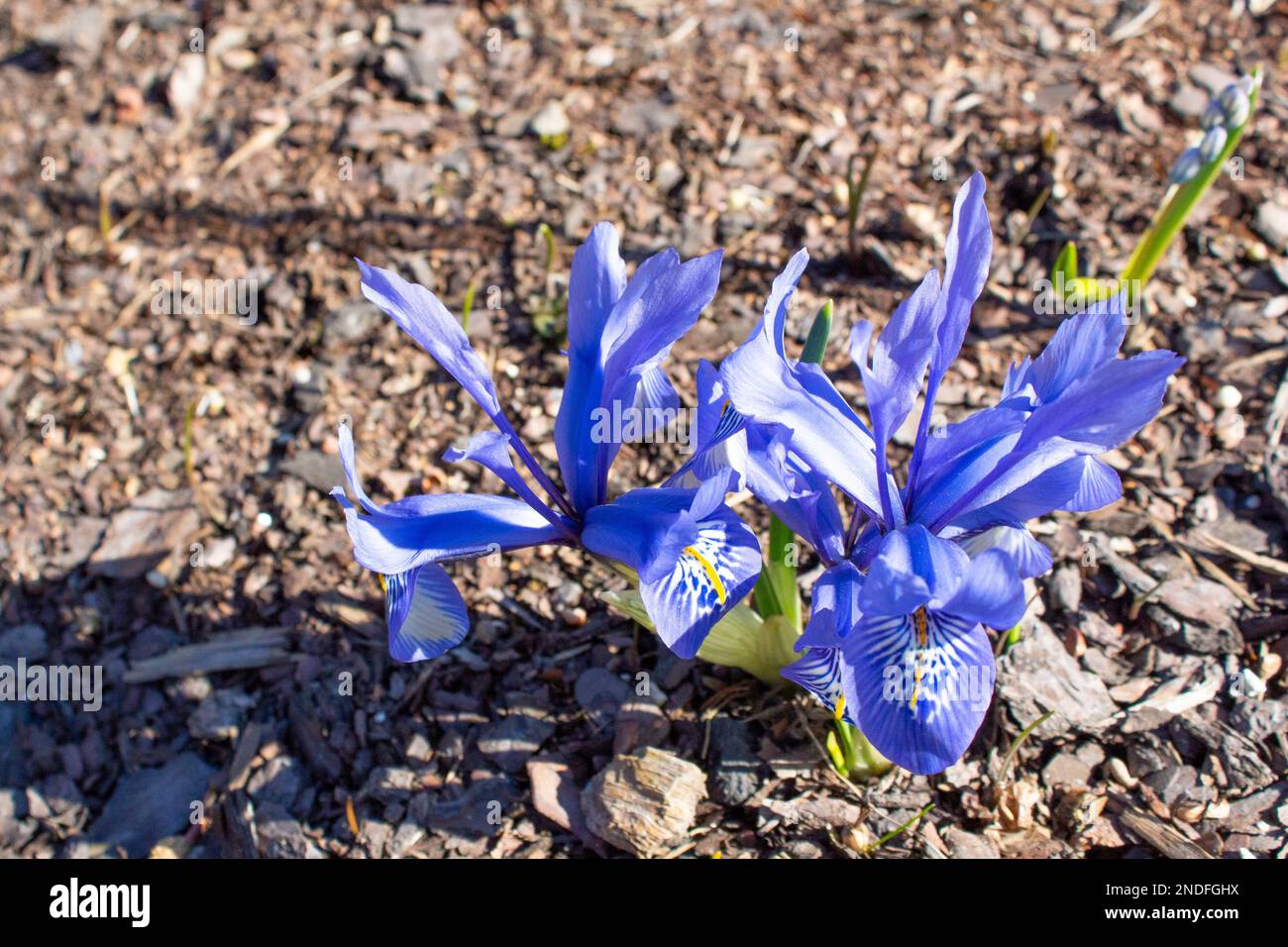Fleurs de l'iris bleu. Certaines des premières fleurs printanières poussent dans un lit de fleurs dans le jardin. L'iris bleu sous-dimensionné. Jardins du cottage. Banque D'Images
