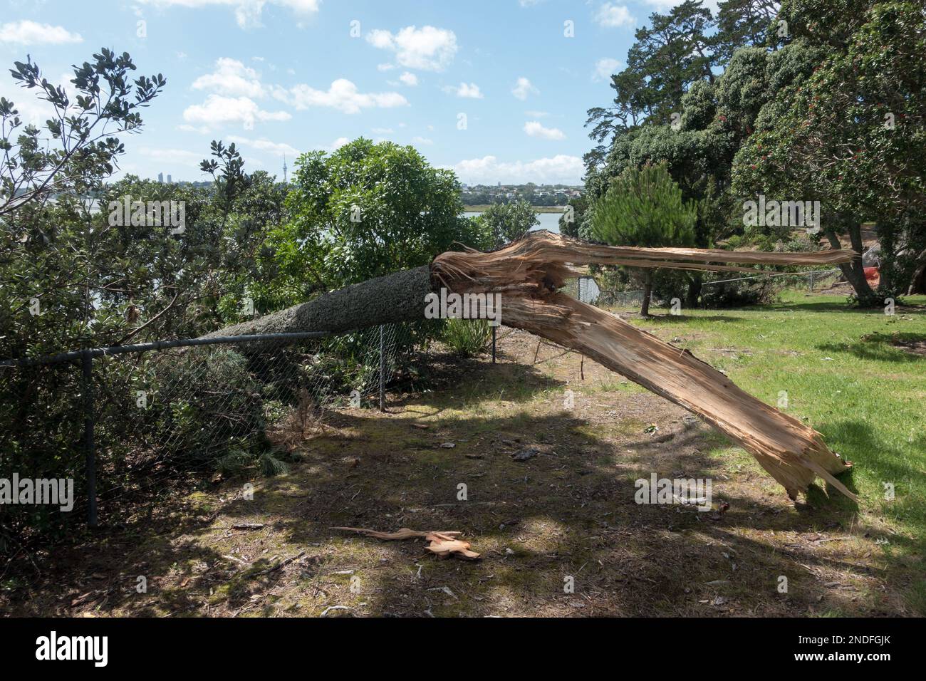 Après la tempête tropicale Cyclone Gabrielle branche d'un grand arbre peut être vu cassé une clôture.où les vents élevés l'ont soufflé. Banque D'Images