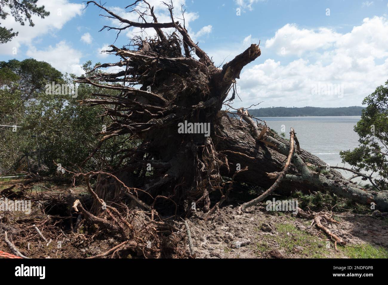 Suite à la tempête tropicale Cyclone Gabrielle racines d'un grand arbre peut être vu où les vents forts l'ont soufflé. Banque D'Images