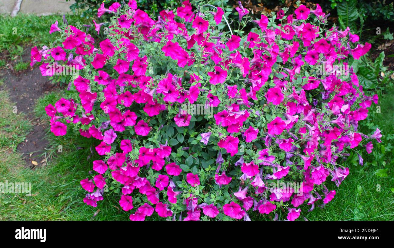 La surfinie rouge lumineuse fleurit dans un pot de fleurs dans l'arrière-cour du chalet sur la pelouse. Jardins du cottage. Banque D'Images