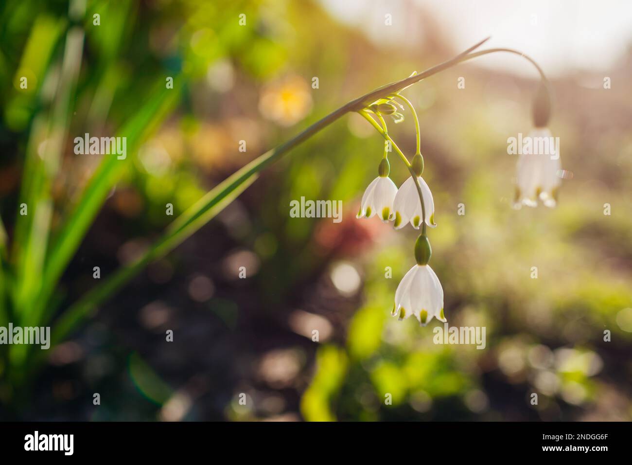 Fleurs blanches de flocon de neige d'été Leucojum aestivum avec des taches vertes poussent dans le jardin de printemps au coucher du soleil. Fleurs en forme de cloche. Gros plan Banque D'Images