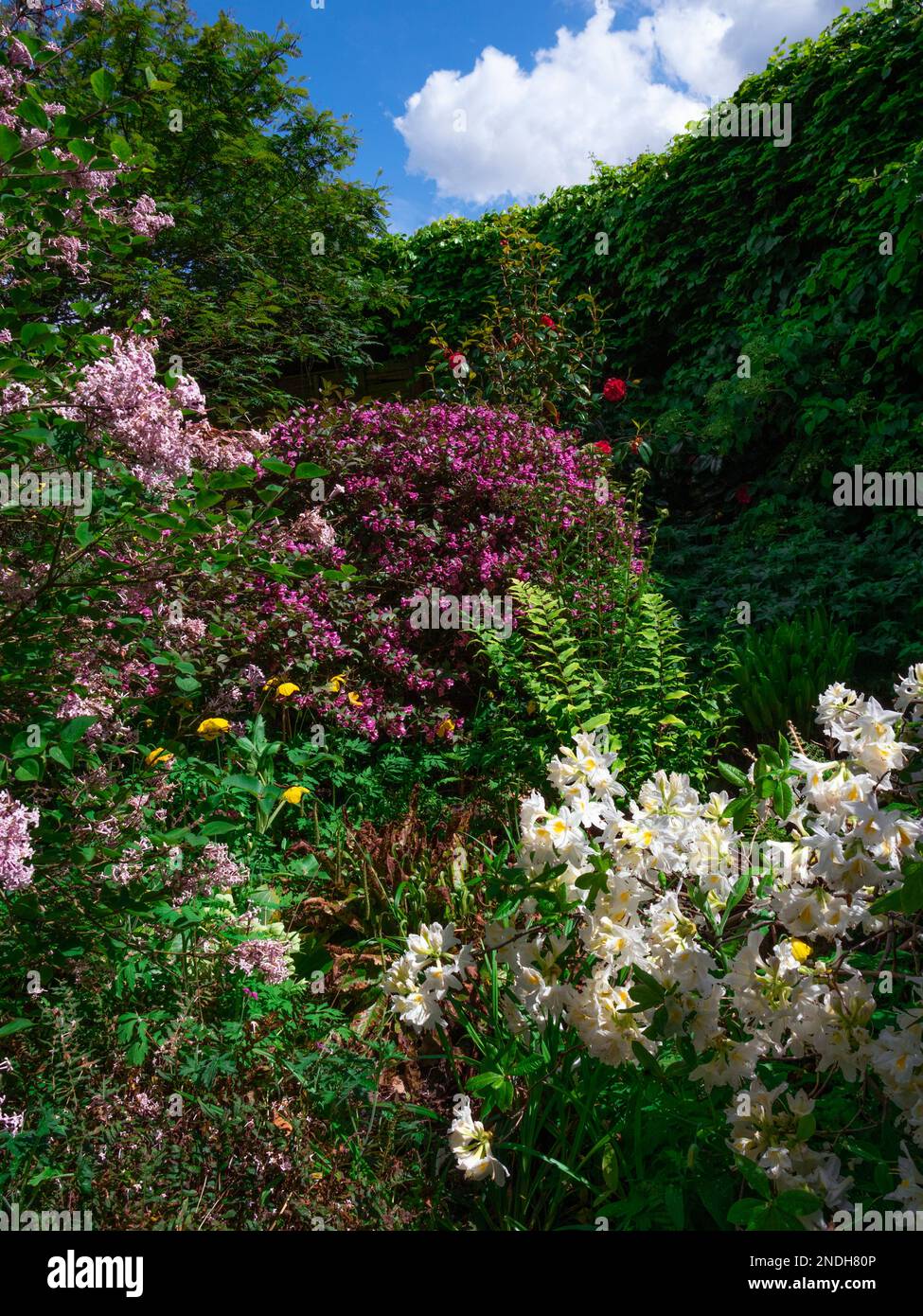 Des fleurs et des arbustes éclatants dans le coin du jardin à la fin du printemps Banque D'Images