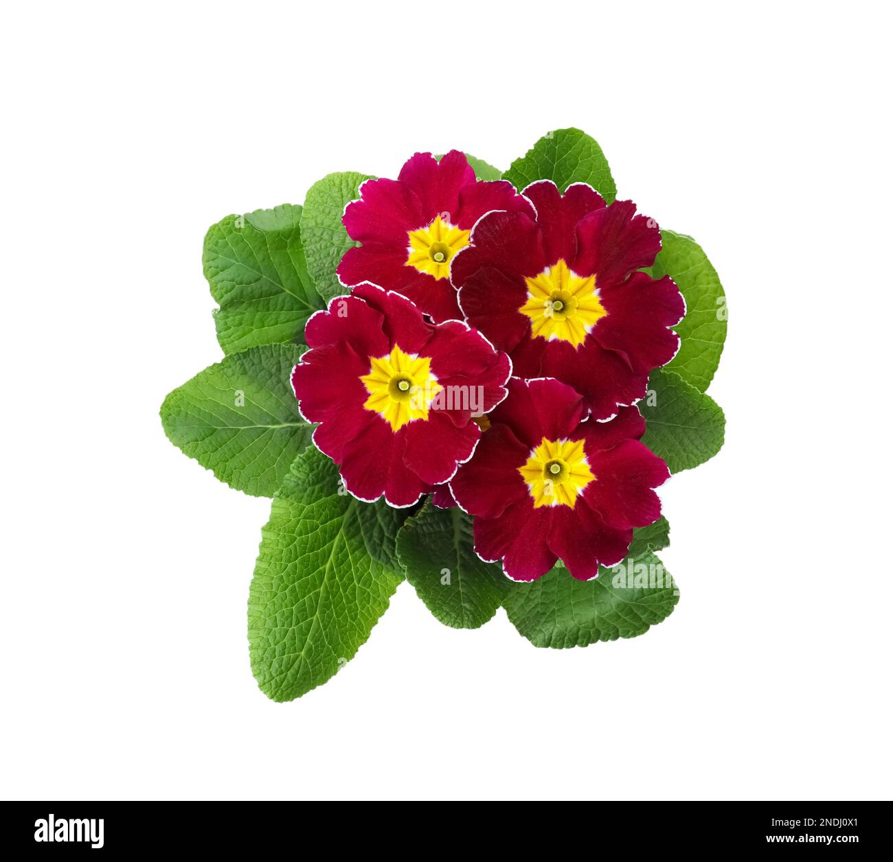 Belle plante de primula (primrose) avec des fleurs rouges isolées sur blanc, vue de dessus. Fleur de printemps Banque D'Images