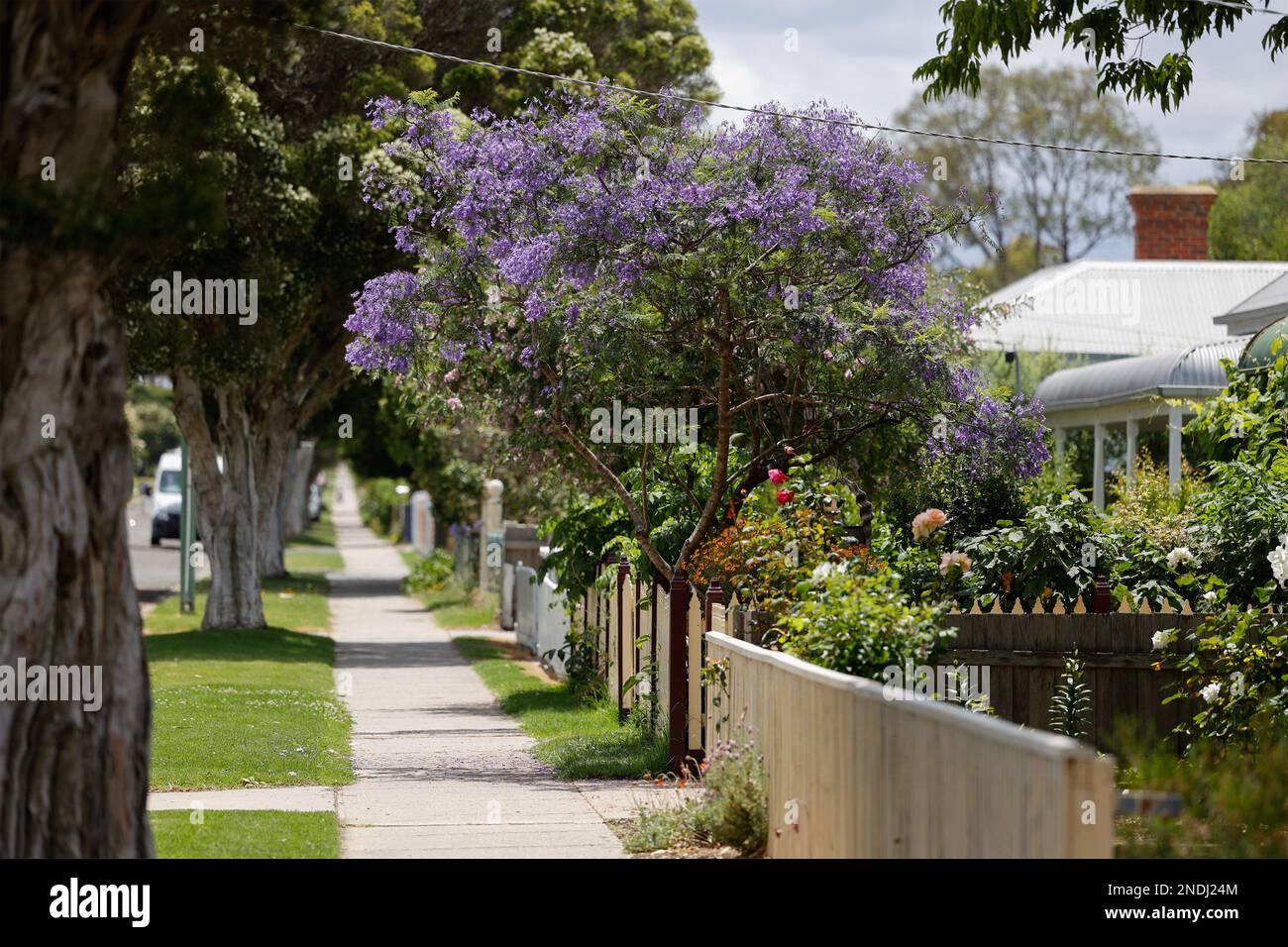Jacaranda arbre en pleine fleur dans une rue bordée d'arbres à Paynesville, Victoria, Australie. Banque D'Images