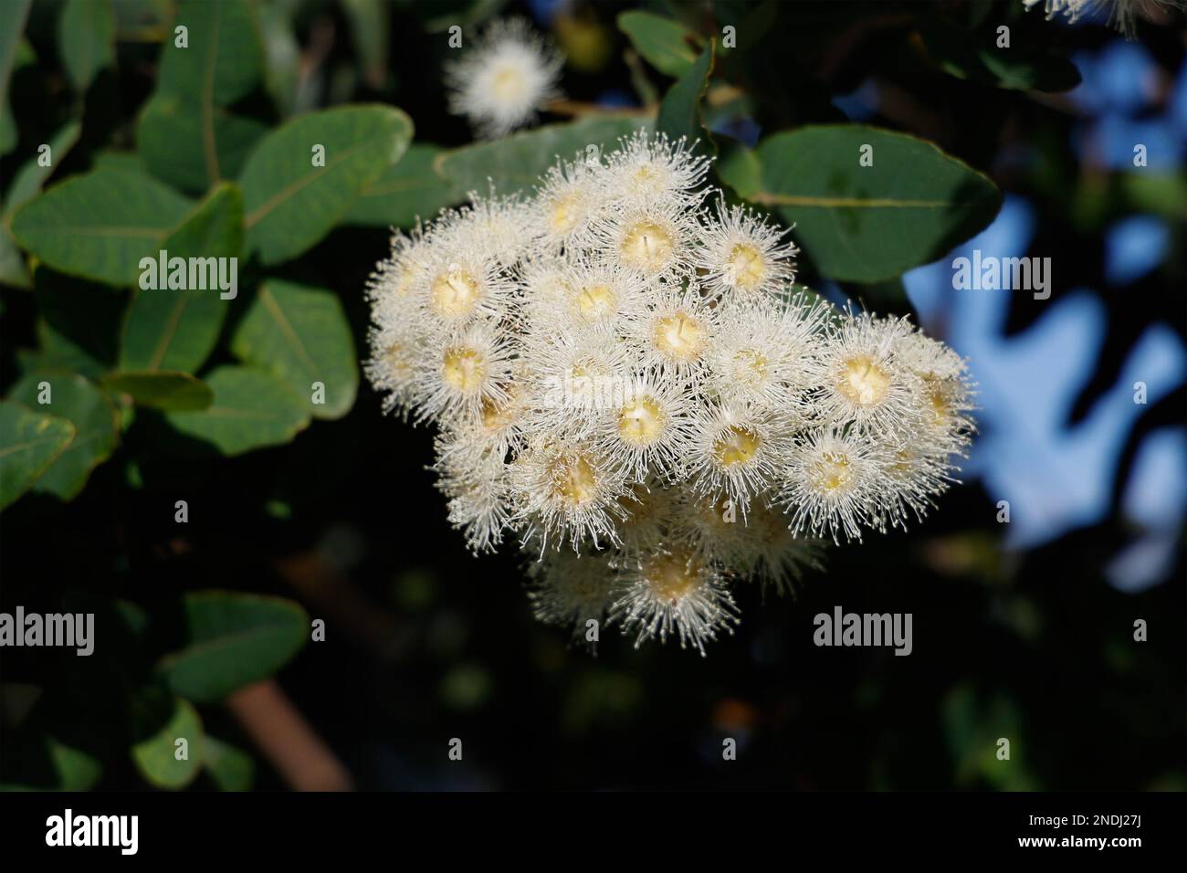Fleurs de gomme à Paynesville, Victoria, Australie. Banque D'Images