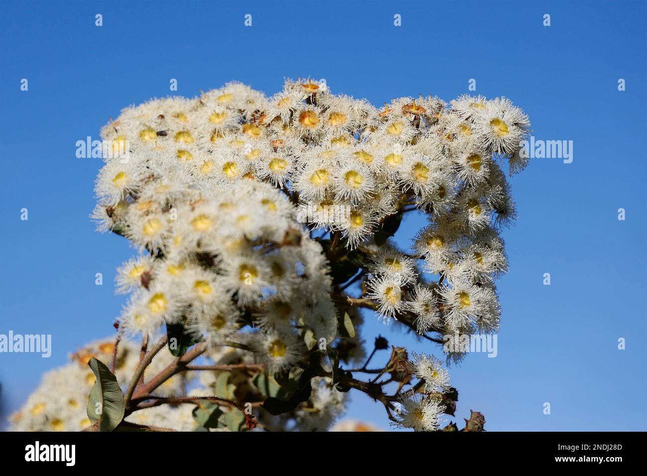 Fleurs de gomme à Paynesville, Victoria, Australie. Banque D'Images
