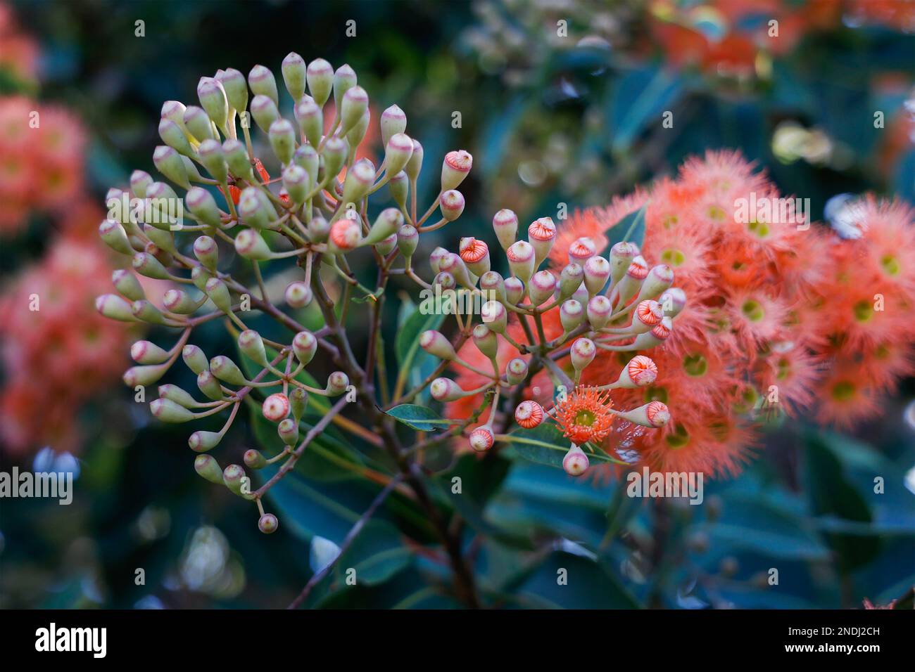 Gros plan d'un groupe de fleurs et de bourgeons de gomme rouge vif, Victoria, Australie. Banque D'Images