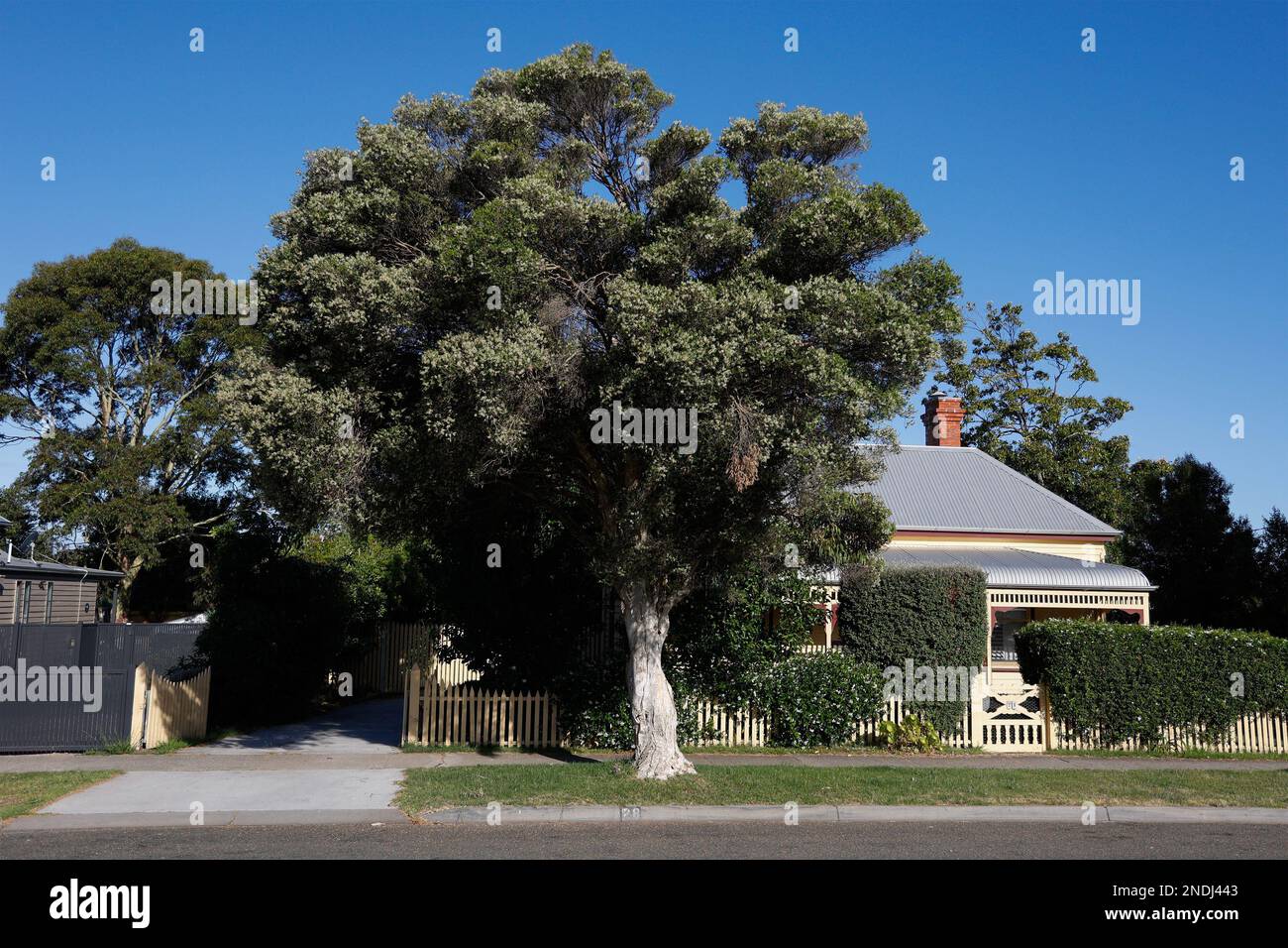 L'arbre Melaleuca alternifolia est une espèce de plantes indigènes australienne emblématique, Paynesville, Victoria, Australie. Banque D'Images