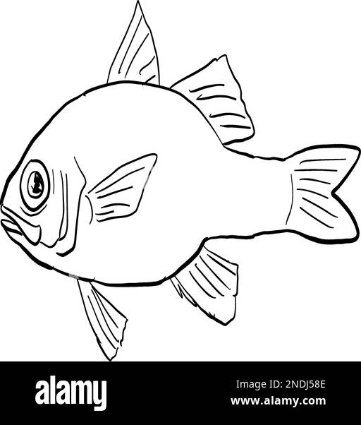 Dessin de style caricature d'un erythrinus d'Apogon ou cardinalfish de rubis hawaïen un poisson endémique à Hawaï et archipel hawaïen avec sur l'ba isolé Illustration de Vecteur