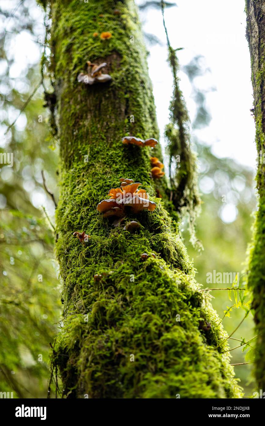 Mousse verte et champignons poussant sur un arbre en Colombie-Britannique au Canada. Banque D'Images