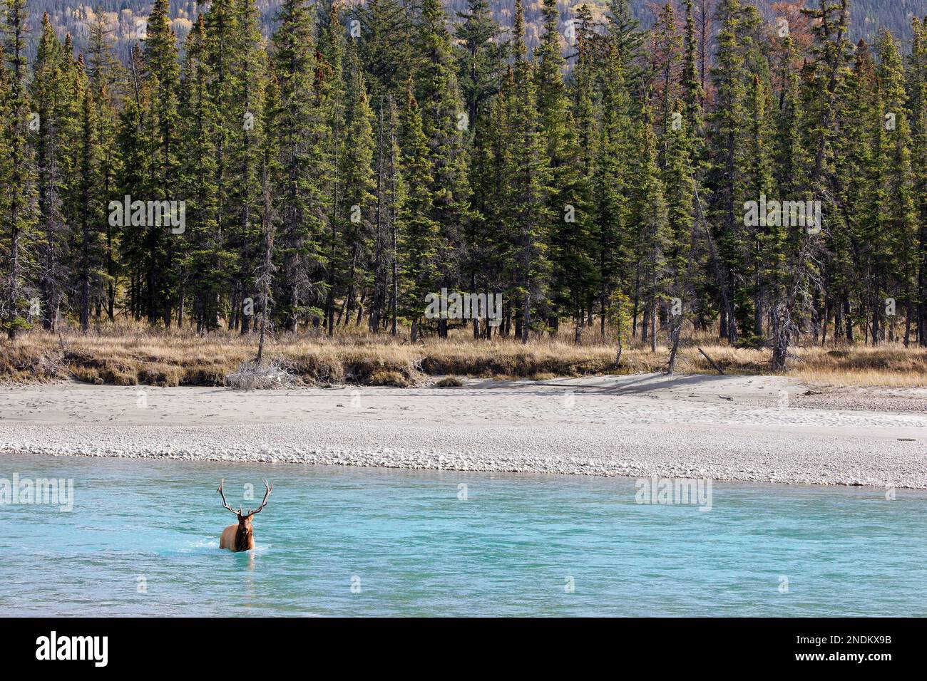 Le wapiti de taureau traversant la rivière Athabasca dans la forêt boréale du parc national Jasper, Alberta, Canada. Cervus canadensis Banque D'Images