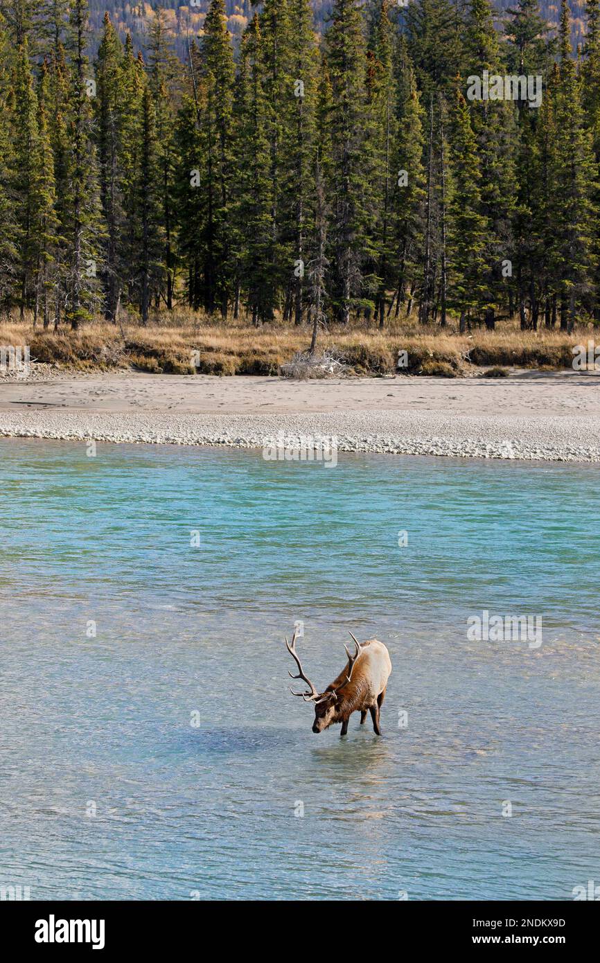 Le wapiti de taureau conflue dans la rivière Athabasca, dans la forêt boréale du parc national Jasper, Alberta, Canada. Cervus canadensis Banque D'Images