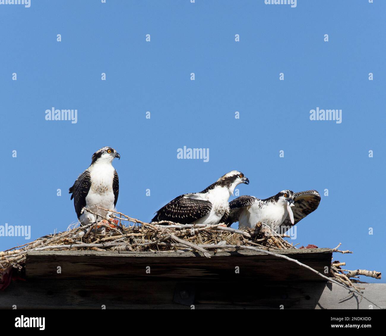 Trois jeunes ospreys perchent sur une plate-forme de nid dans la ville, l'un mangeant un morceau de poisson comme les oiseaux frères et sœurs regardent, Canada. Pandion haliatus Banque D'Images
