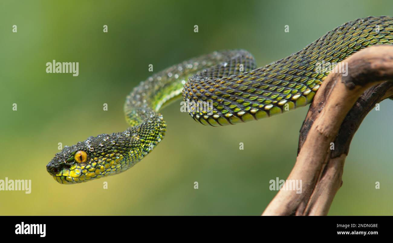 Magnifique Green Viper Snake en gros plan Banque D'Images