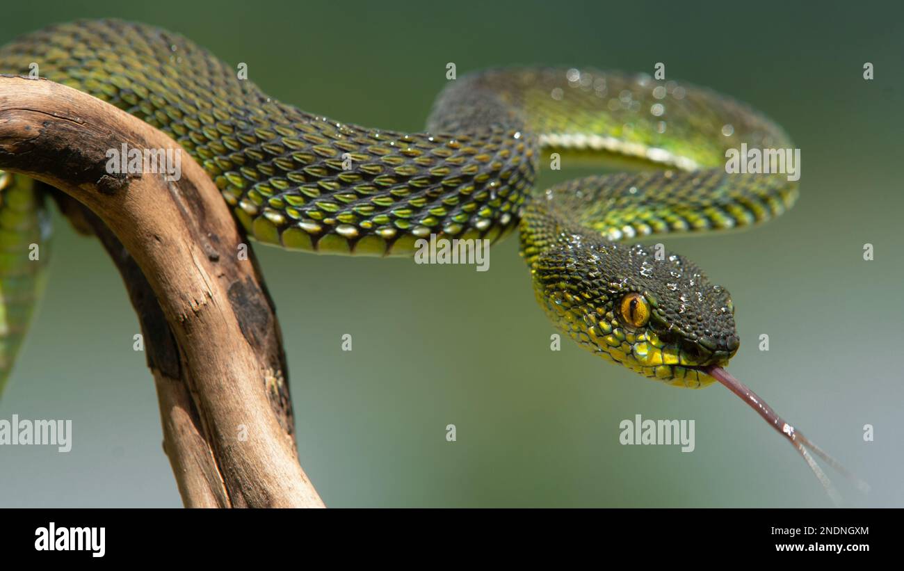 Magnifique Green Viper Snake en gros plan Banque D'Images