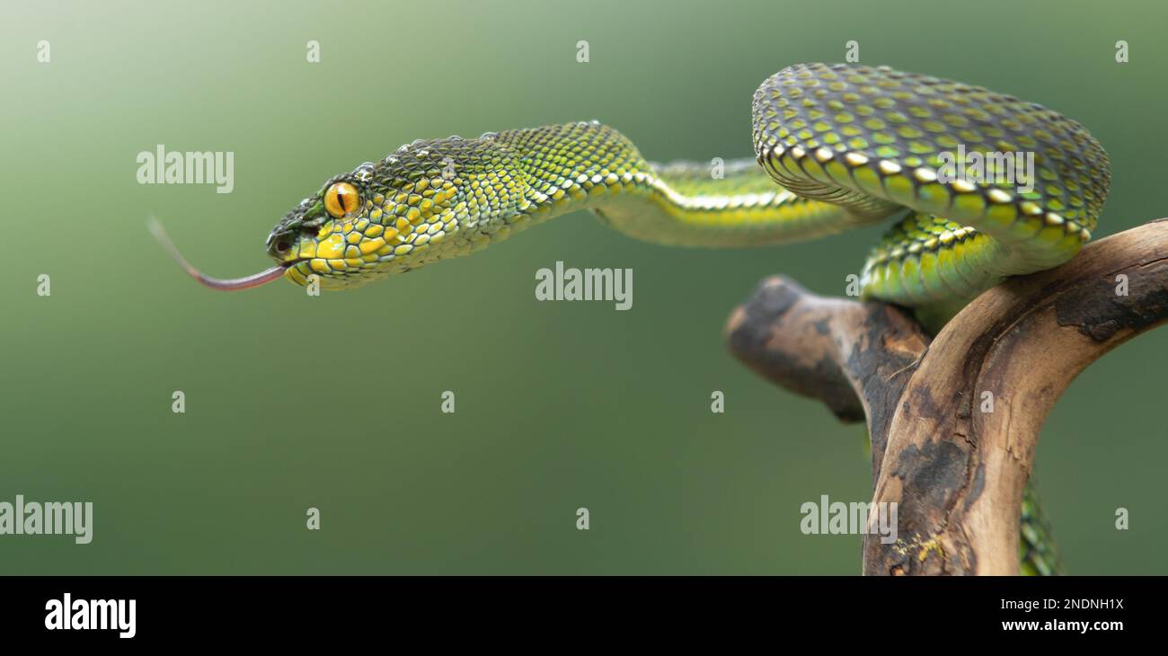 Magnifique Green Viper Snake en gros plan Banque D'Images