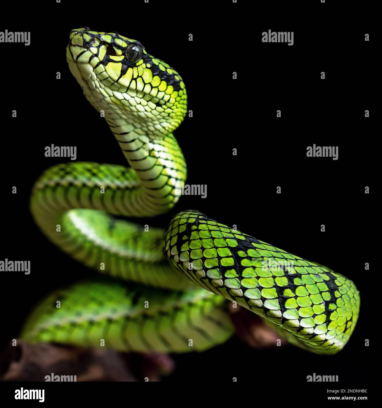 Magnifique Green Viper Snake en gros plan Banque D'Images