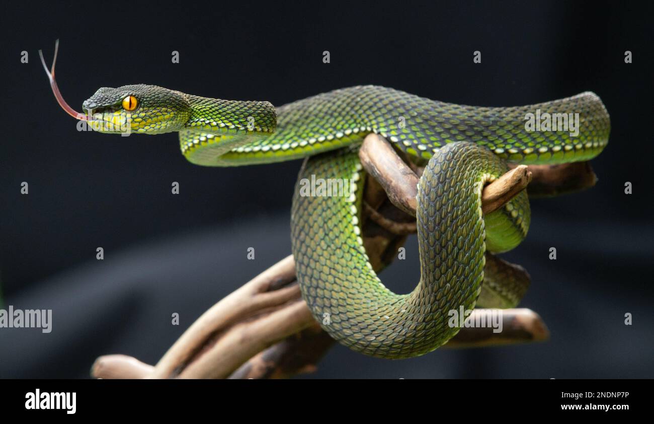 Magnifique serpent Viper jaune en gros plan Banque D'Images