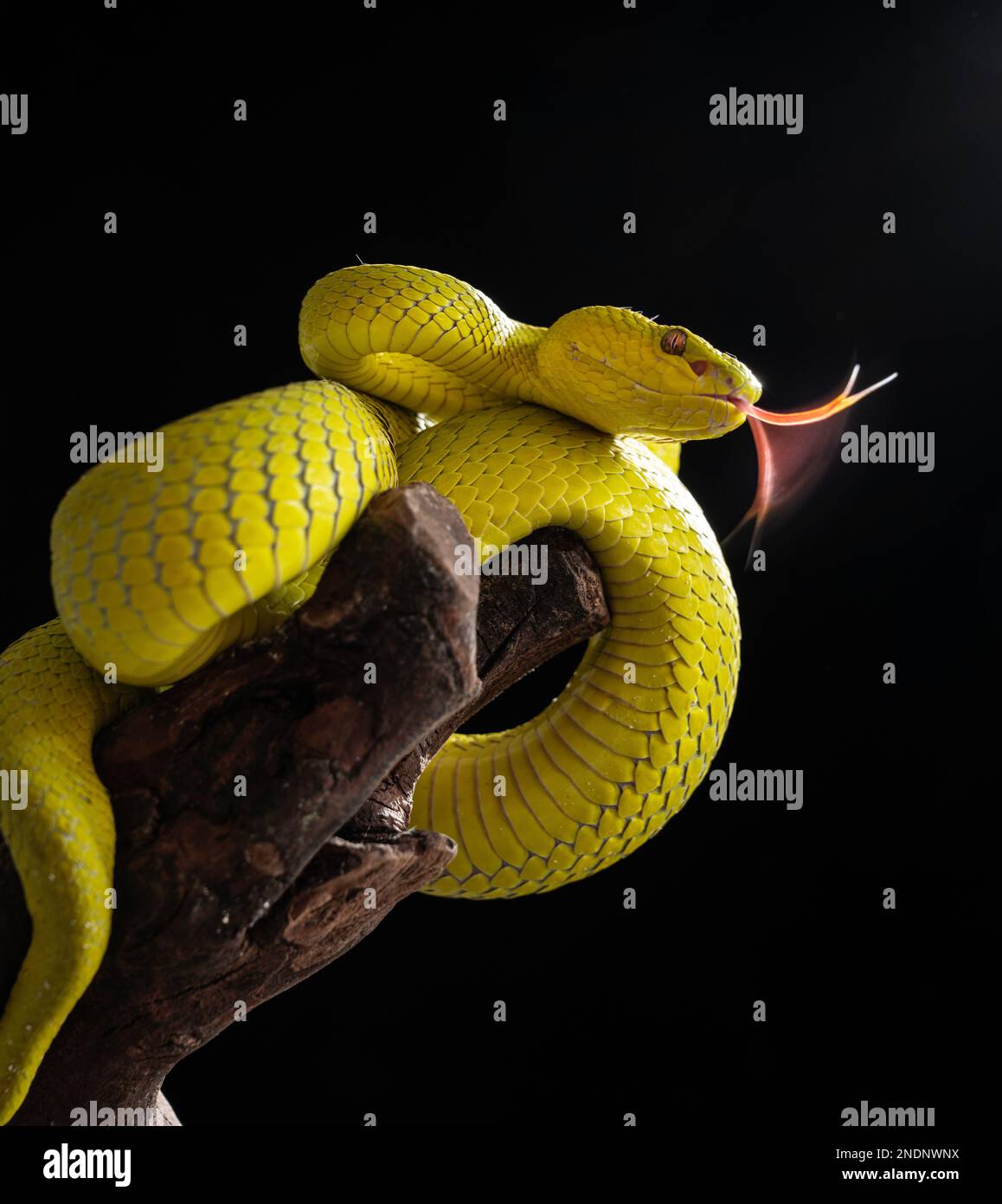 Magnifique serpent Viper jaune en gros plan avec fond noir Uni Banque D'Images