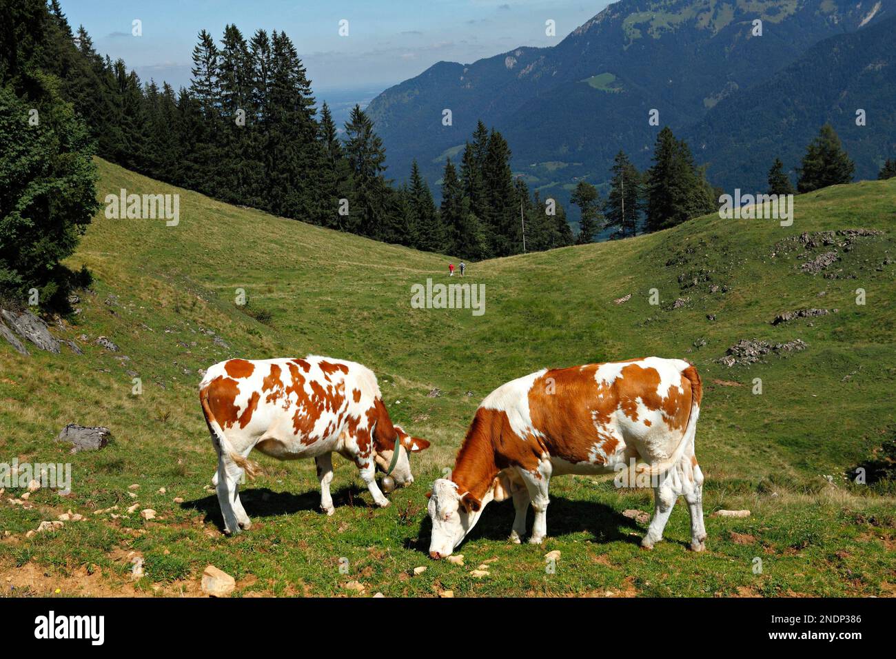 Vaches alpines, Taubensee, Chiemgau, haute-Bavière, Allemagne Banque D'Images
