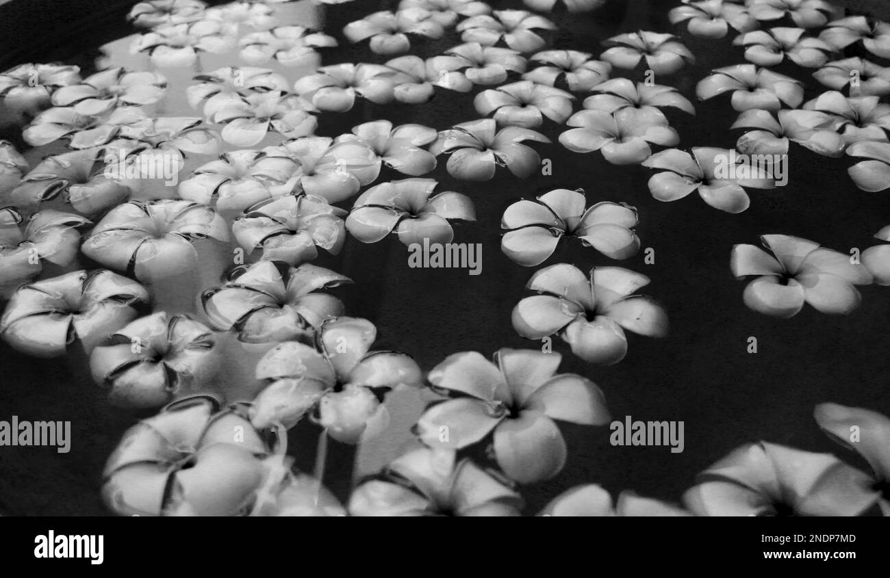 Fleurs dans mon jardin à la maison, Sri Lanka Banque D'Images