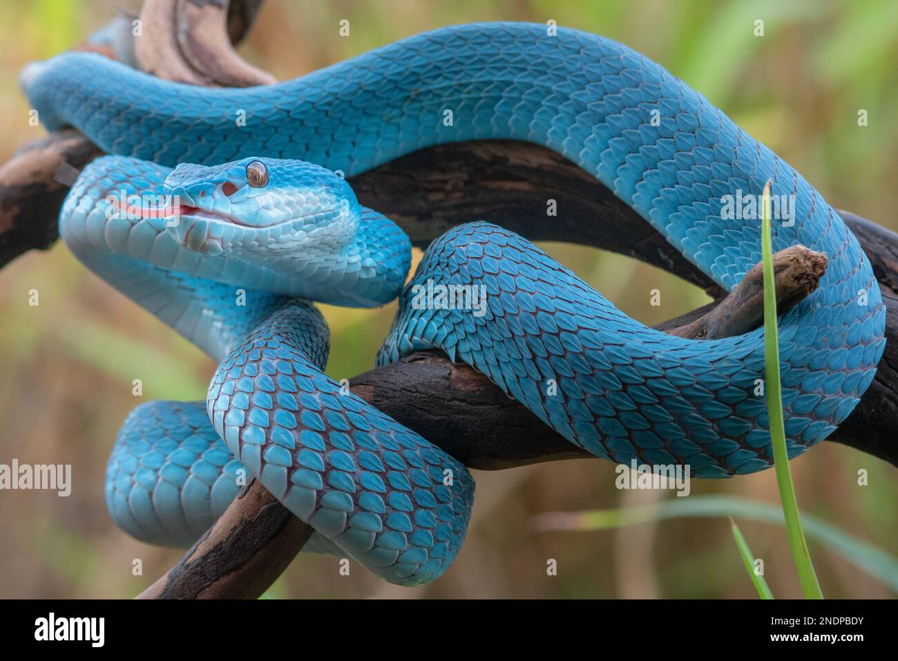 Magnifique serpent de vipère bleu en gros plan Banque D'Images