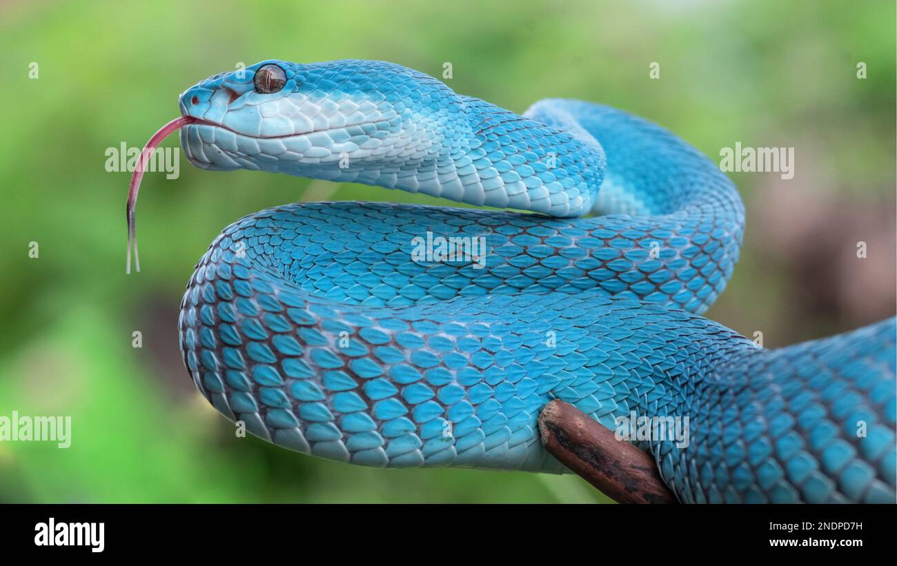 Magnifique serpent de vipère bleu en gros plan Banque D'Images