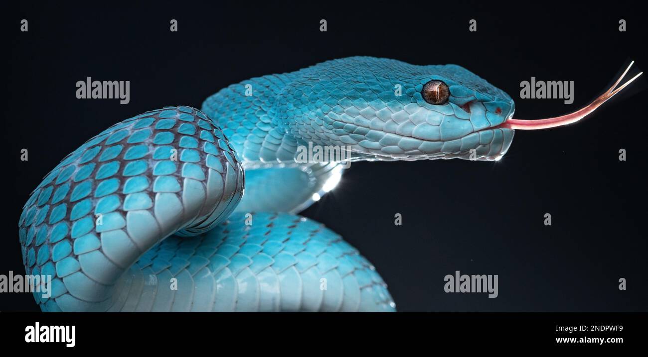 Magnifique serpent de vipère bleu en gros plan Banque D'Images